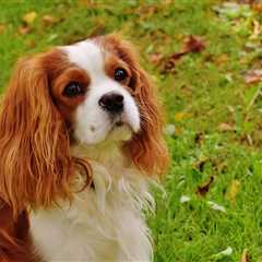 7 Strategies to Stop Your Cavalier’s Resource Guarding
