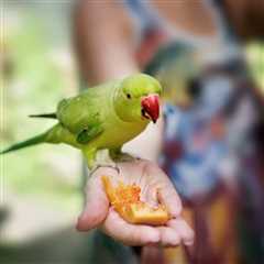 Essential Tips for Feeding Pet Birds Safely