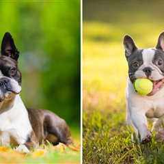 Boston Terrier vs French Bulldog — Which Breed Should You Pick (and Why)