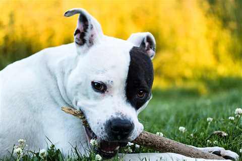 7 Strategies to Stop Your American Staffordshire Terrier’s Resource Guarding