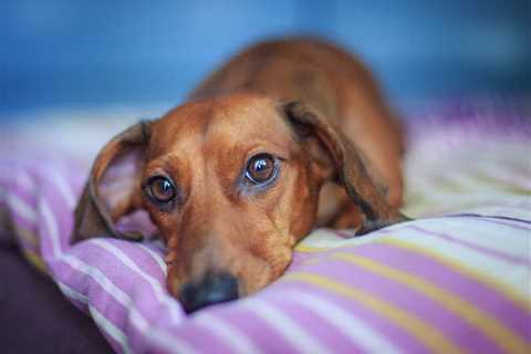 6 Causes of Back Pain in Dogs
