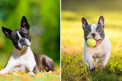 Boston Terrier vs French Bulldog — Which Breed Should You Pick (and Why)