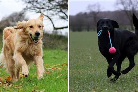 Golden Retriever vs Labrador Retriever — Know the Difference Between a Lab and a Goldie!