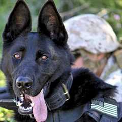 Dogs In The Military: A Relationship You Can Depend On