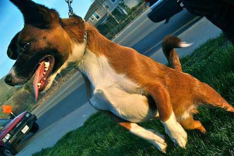 How To Train Your Dog To Walk On A Leash