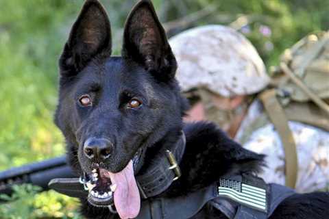 Dogs In The Military: A Relationship You Can Depend On