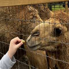 Exploring the Pet-Friendly Zoos in St. Lucie County, Florida