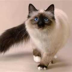 The Siamese Cat - An Iconic Breed