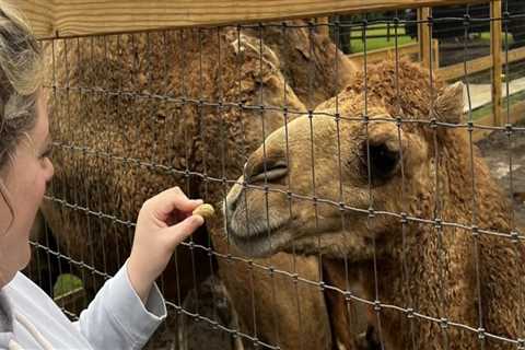 Exploring the Pet-Friendly Zoos in St. Lucie County, Florida