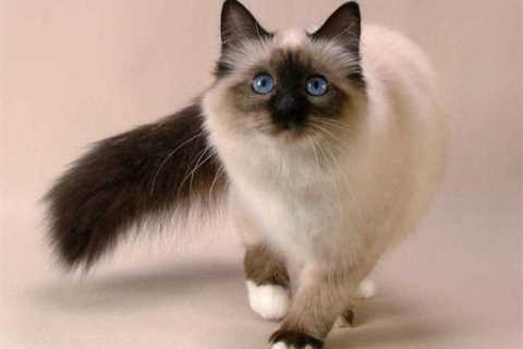 The Siamese Cat - An Iconic Breed