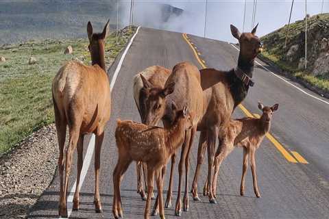 The Impact of Human Development on Wildlife in Weld County, Colorado