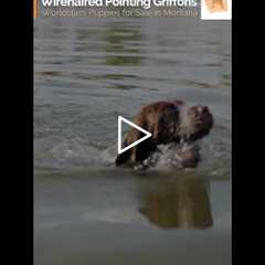 SOLD Mr. Blue at 7 weeks - Male Wirehaired Pointing Griffon Puppy For Sale In #Montana #griffon