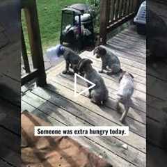 Wait for it ;-) Puppy with his head stuck in the food container. #puppies #wirehairedpointinggriffon