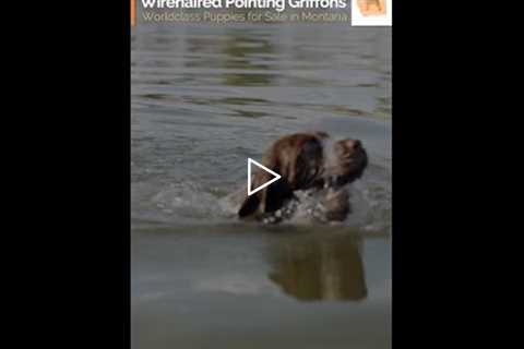 SOLD Mr. Blue at 7 weeks - Male Wirehaired Pointing Griffon Puppy For Sale In #Montana #griffon