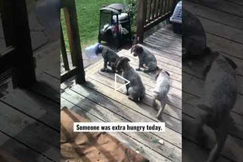 Wait for it ;-) Puppy with his head stuck in the food container. #puppies #wirehairedpointinggriffon