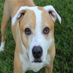 Ensuring Animal Welfare in Calvert County, MD