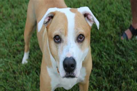 Ensuring Animal Welfare in Calvert County, MD