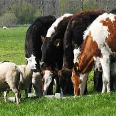 Effective Strategies for Managing Livestock Waste