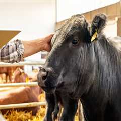 Essential Strategies for Maintaining Biosecurity in Livestock Facilities