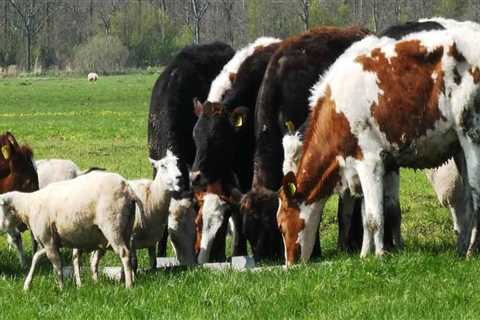 Effective Strategies for Managing Livestock Waste